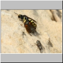 Crabro peltarius - Grabwespe w18b 11mm beim Nesteintrag mit Trabantenfliege - Sandgrube Niedringhaussee.jpg